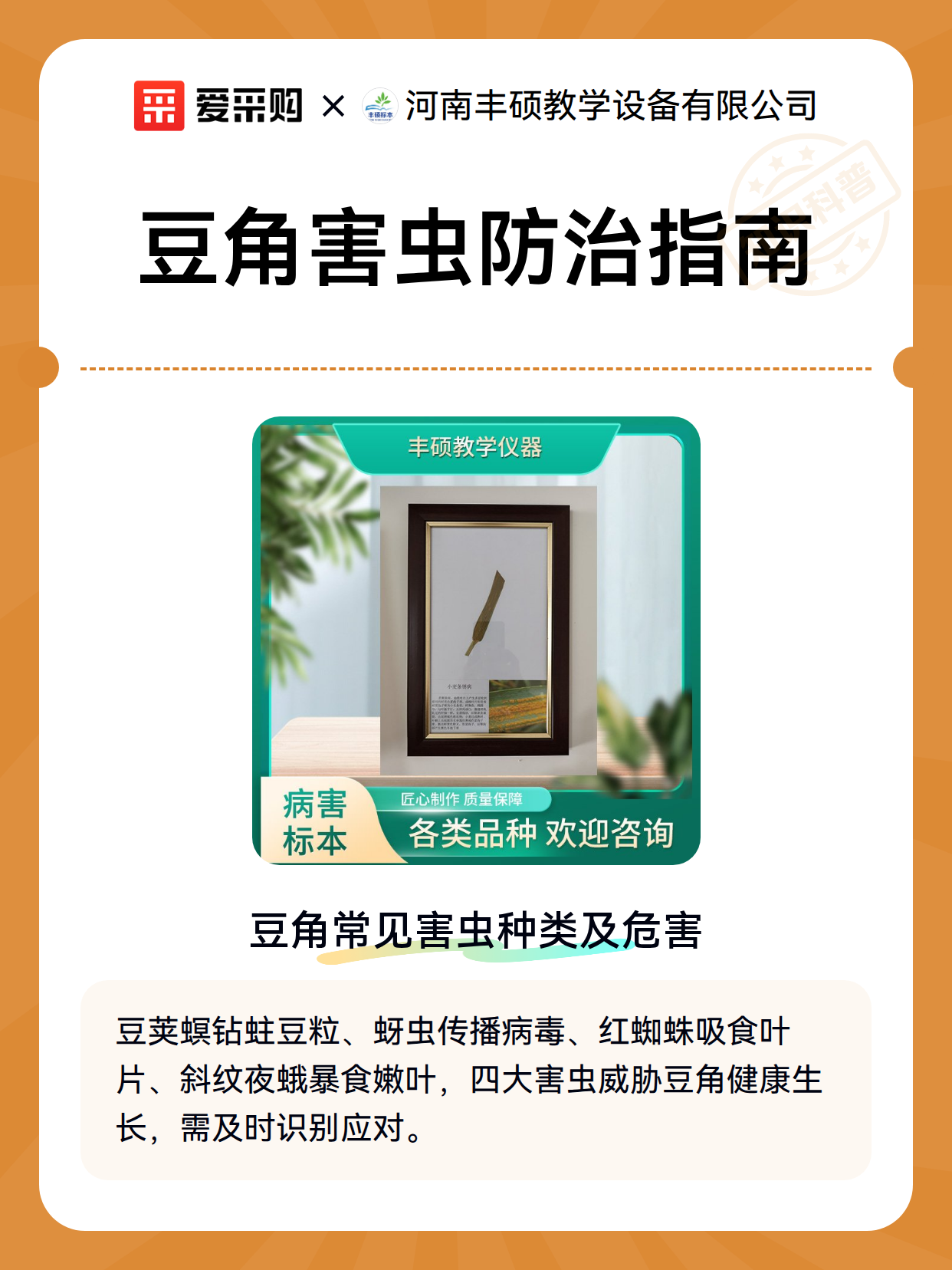 豆角害虫防治指南（图2）