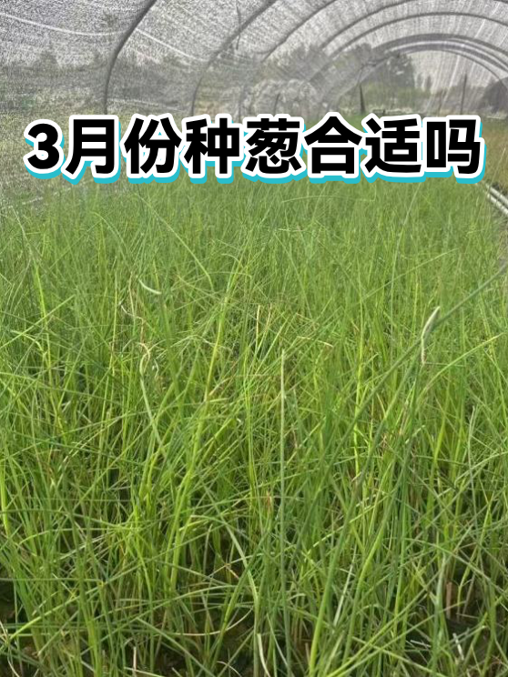 3月份种葱合适吗（图1）
