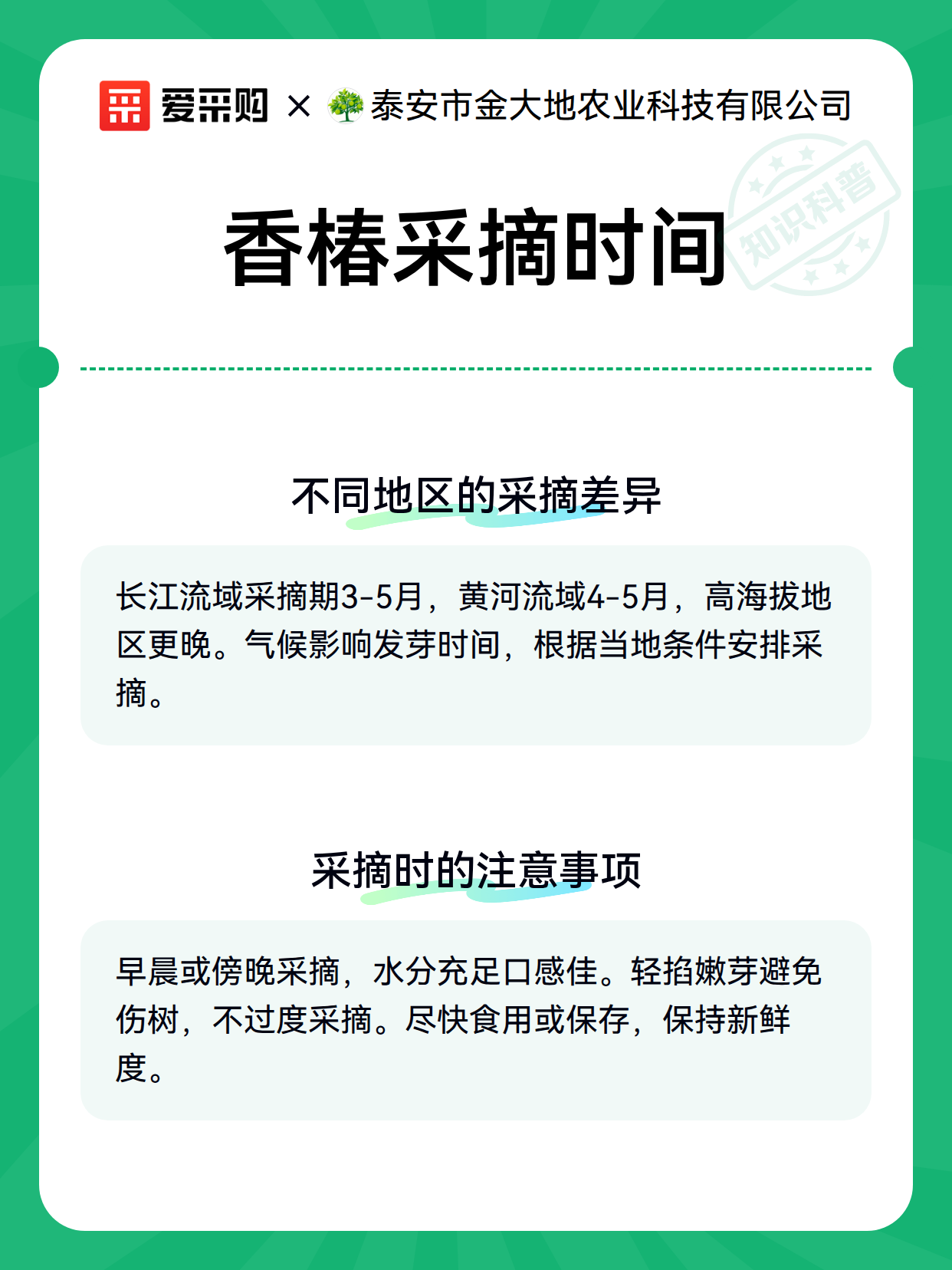 香椿采摘时间（图3）