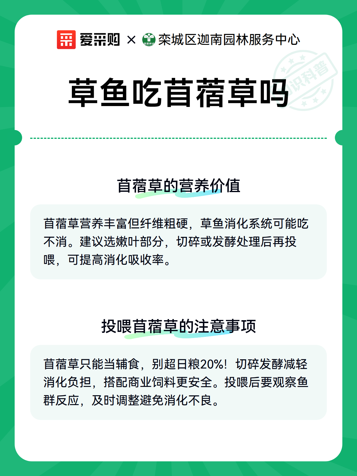 草鱼吃苜蓿草吗（图3）