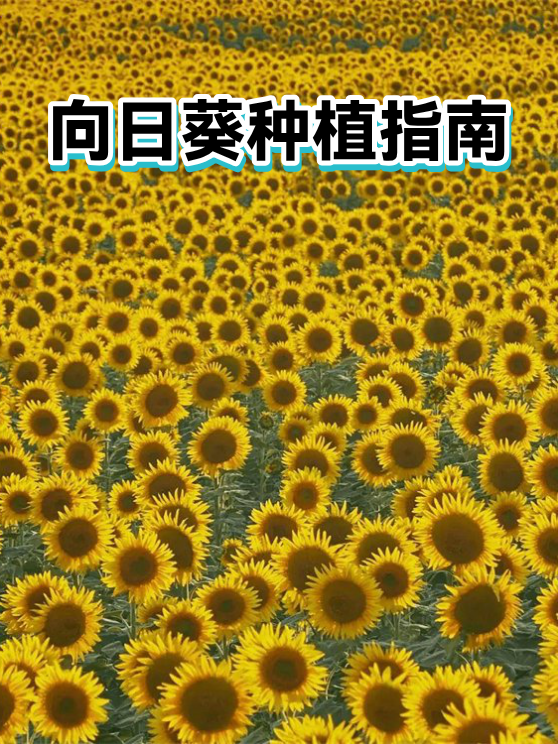 向日葵种植指南（图1）