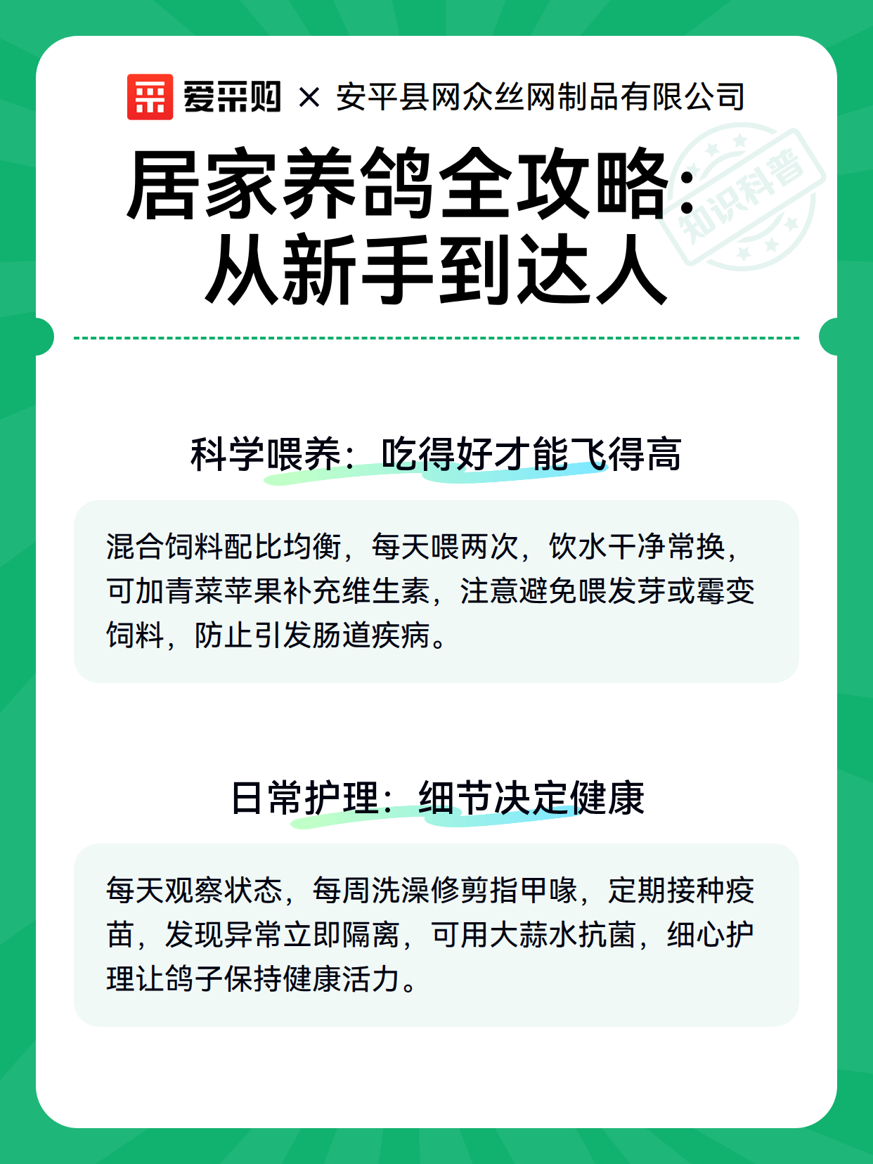 居家养鸽全攻略：从新手到达人（图2）