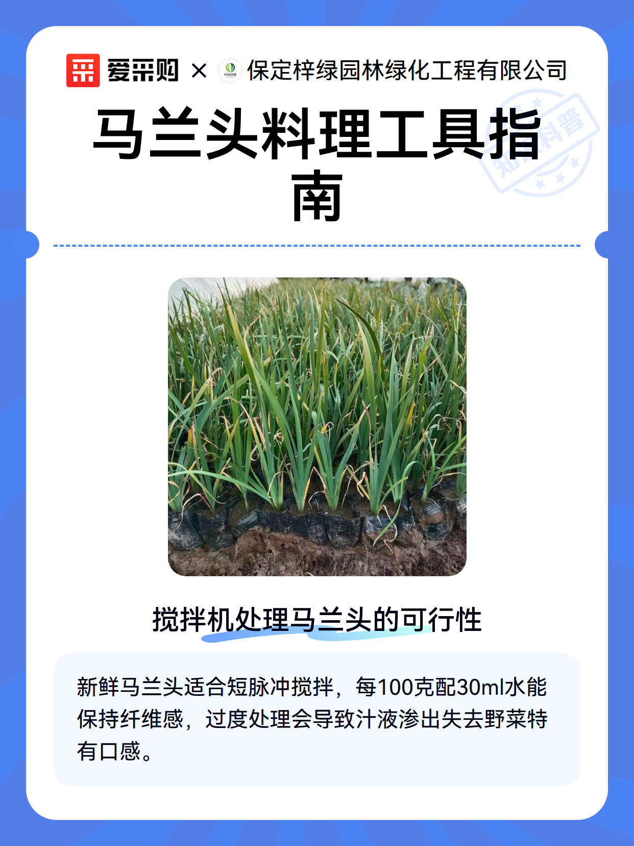 马兰头料理工具指南（图2）