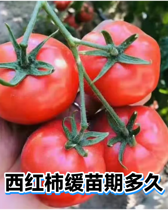 西红柿缓苗期多久（图1）
