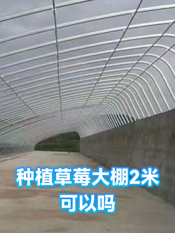 种植草莓大棚2米可以吗（图1）