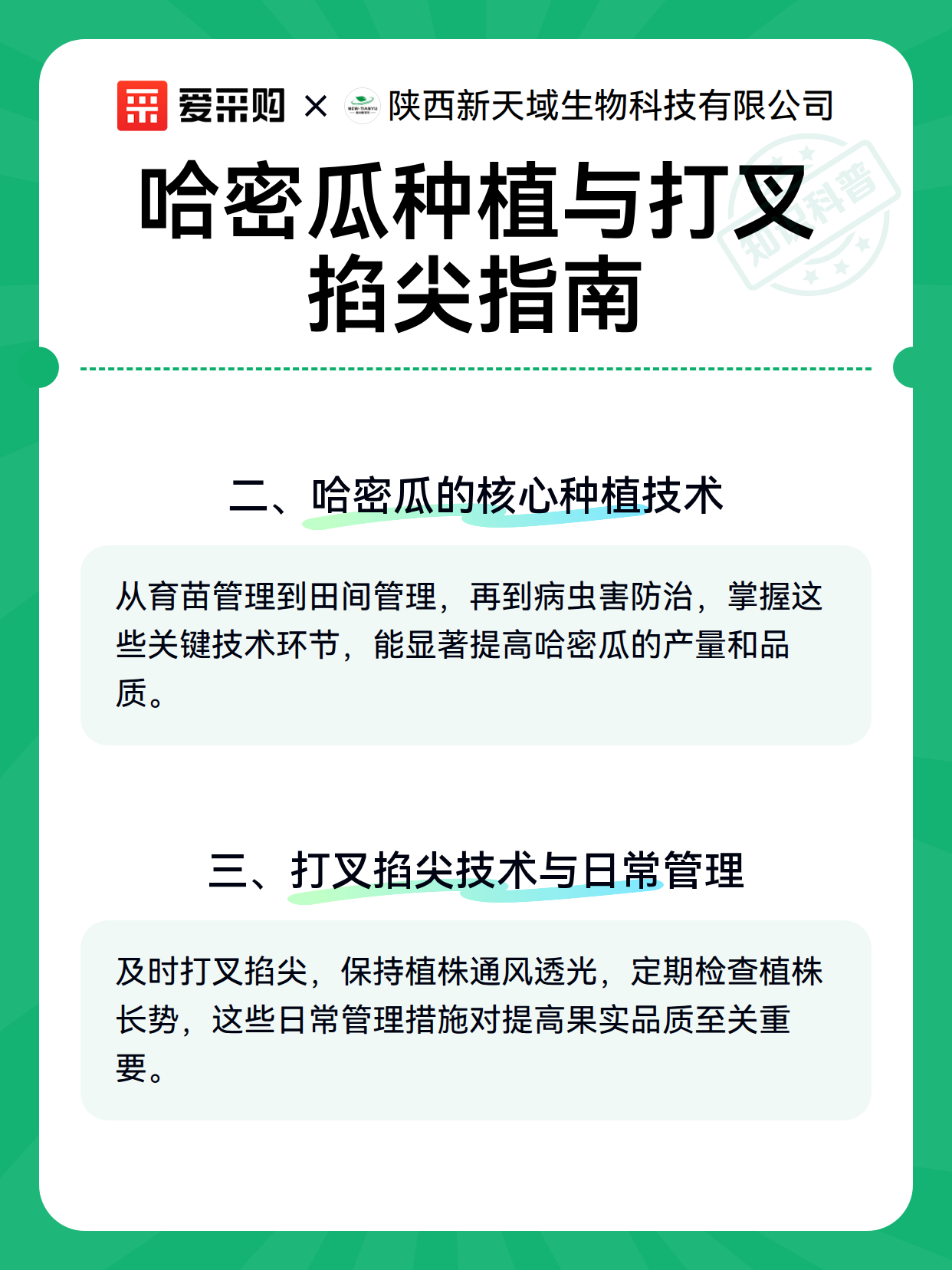 哈密瓜种植与打叉掐尖指南（图2）