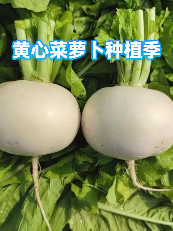黄心菜萝卜种植季（图1）