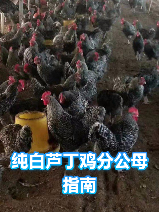 纯白芦丁鸡分公母指南（图1）