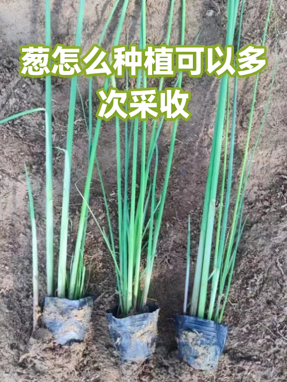 葱怎么种植可以多次采收（图1）