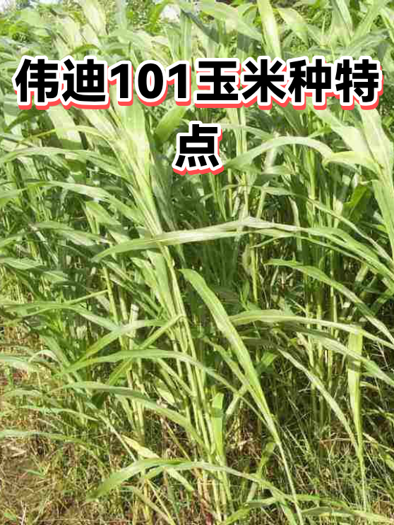 伟迪101玉米种特点（图1）