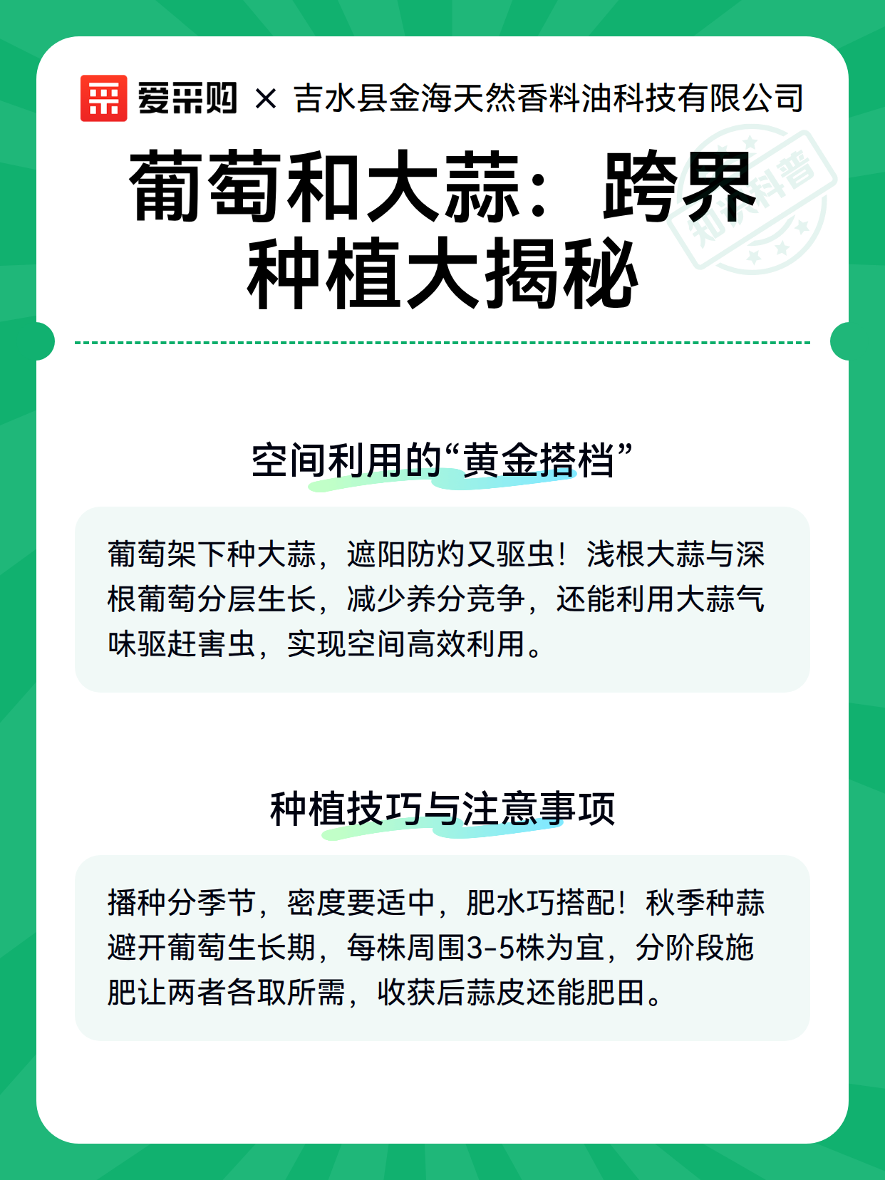 葡萄和大蒜：跨界种植大揭秘（图3）