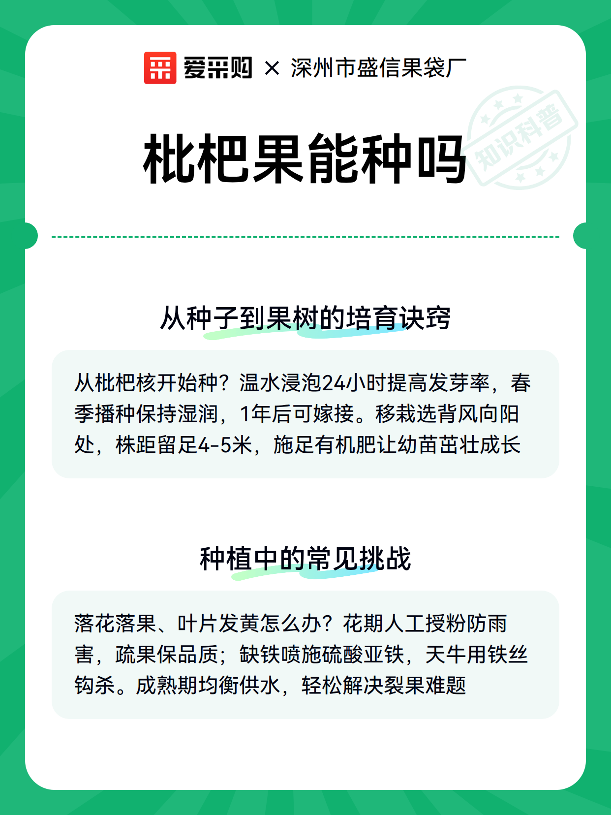 枇杷果能种吗（图2）