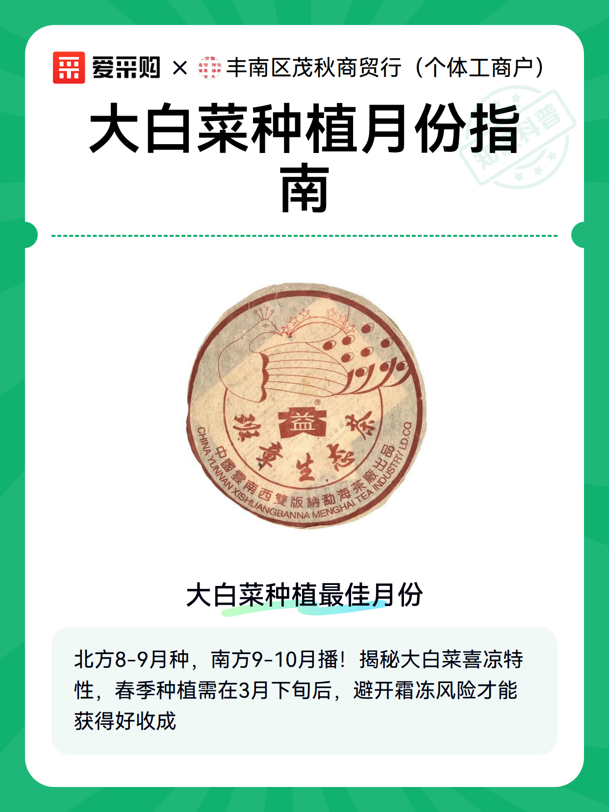 大白菜种植月份指南（图2）