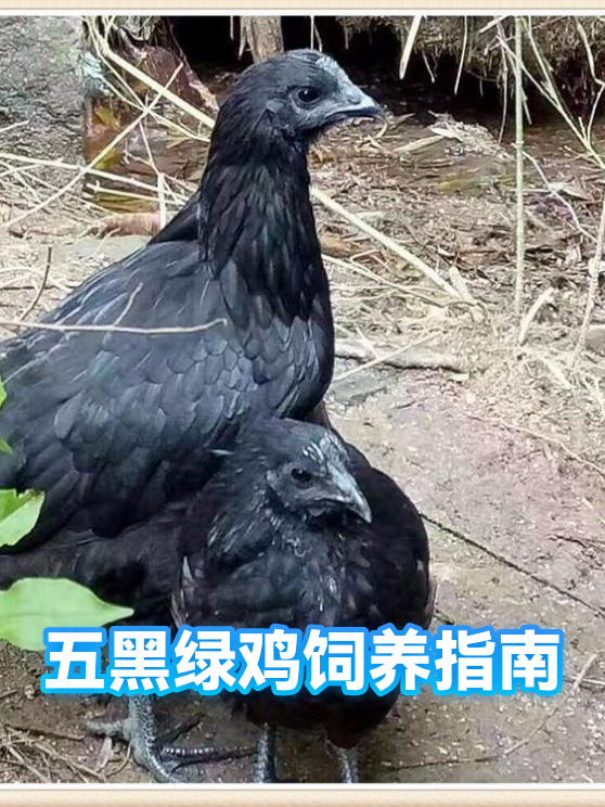 五黑绿鸡饲养指南（图1）