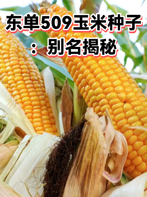 东单509玉米种子：别名揭秘（图1）