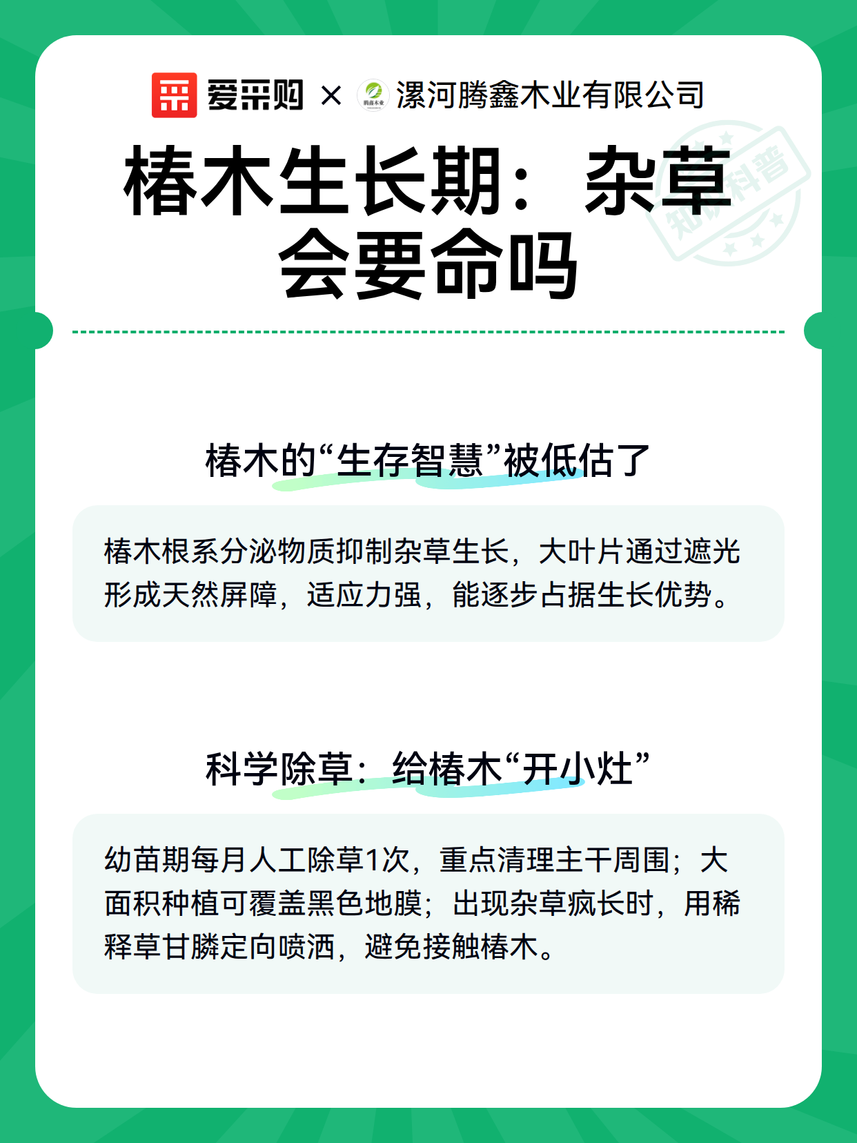 椿木生长期：杂草会要命吗（图2）