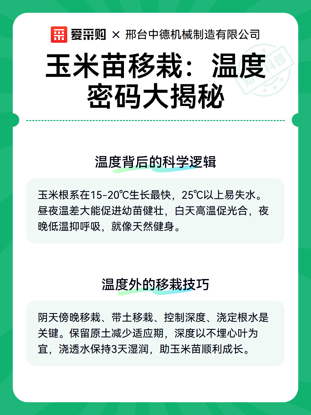 玉米苗移栽：温度密码大揭秘（图3）