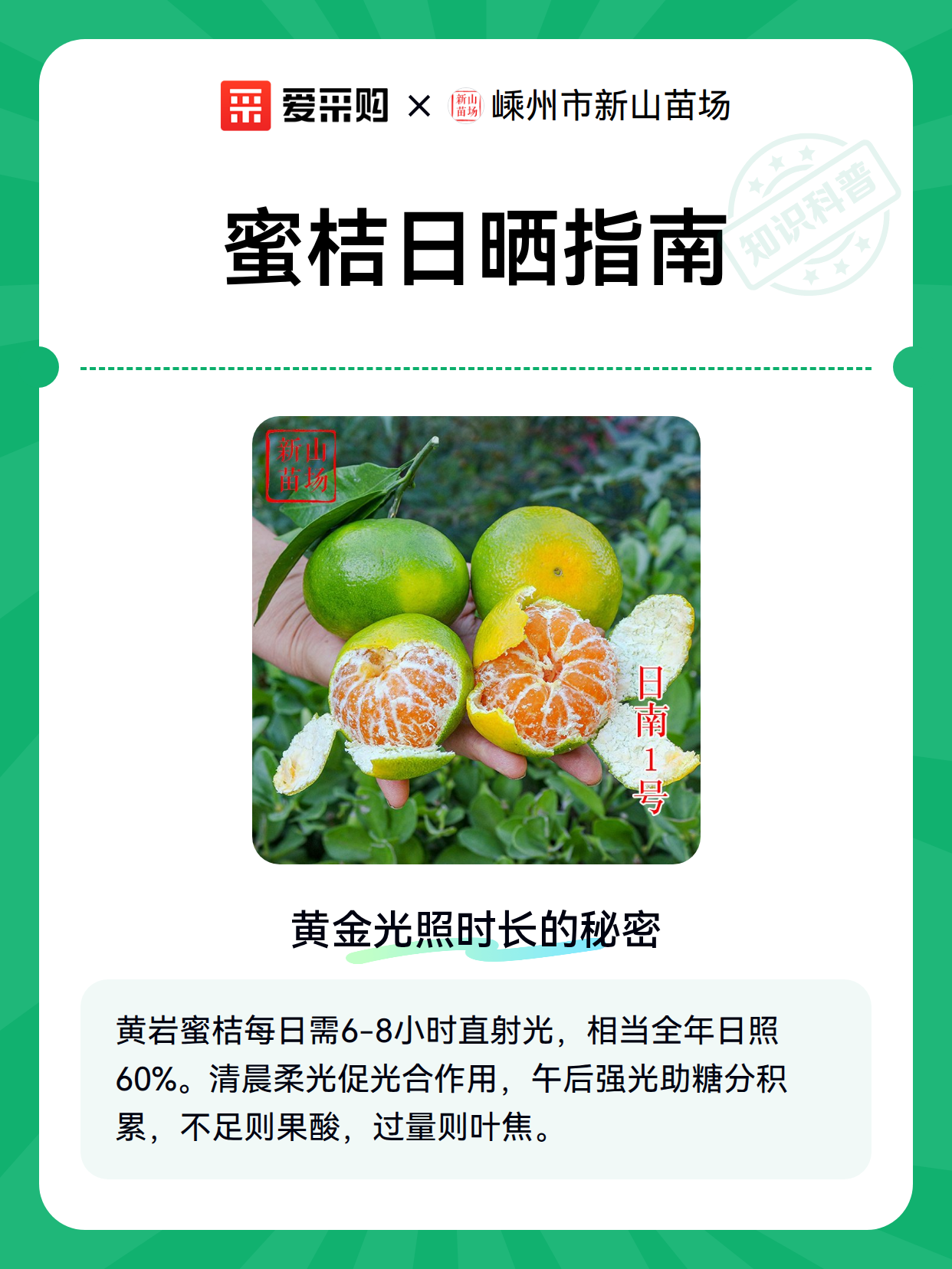 蜜桔日晒指南（图2）