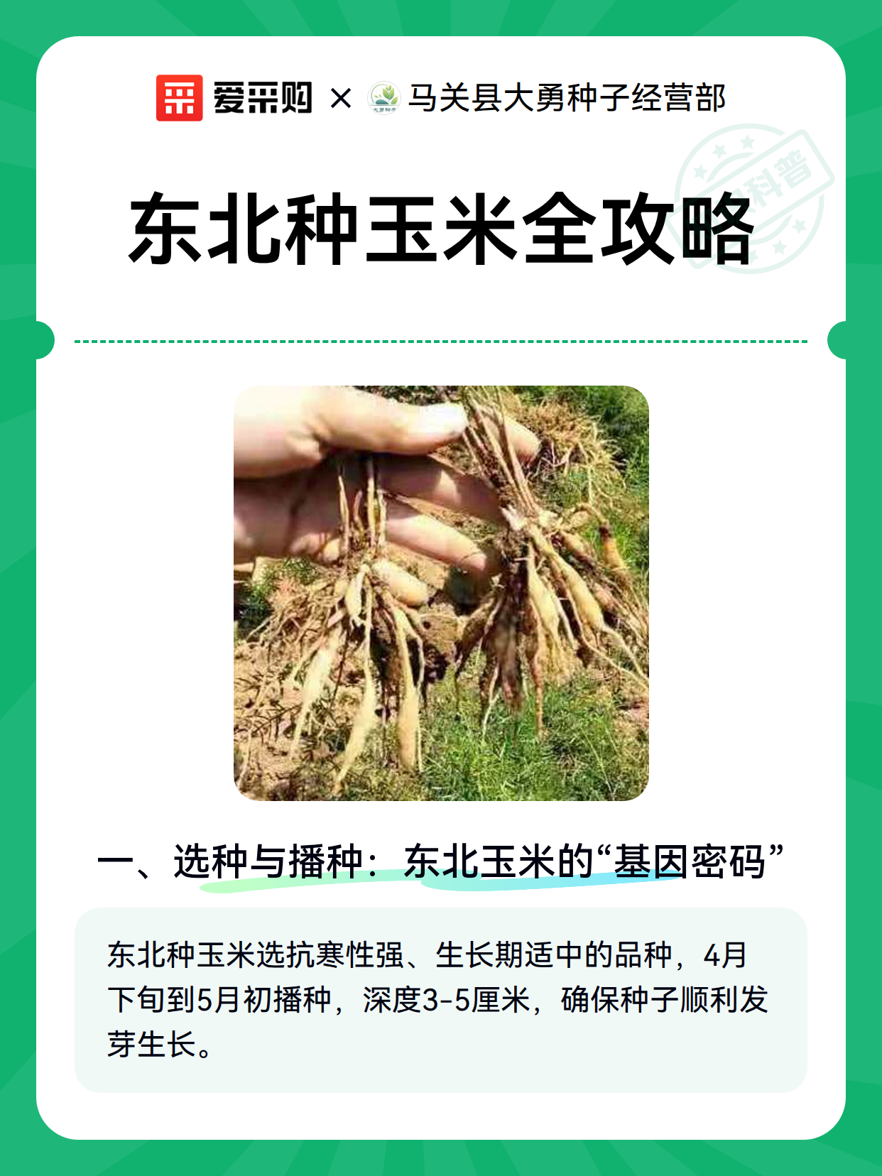 东北种玉米全攻略（图1）