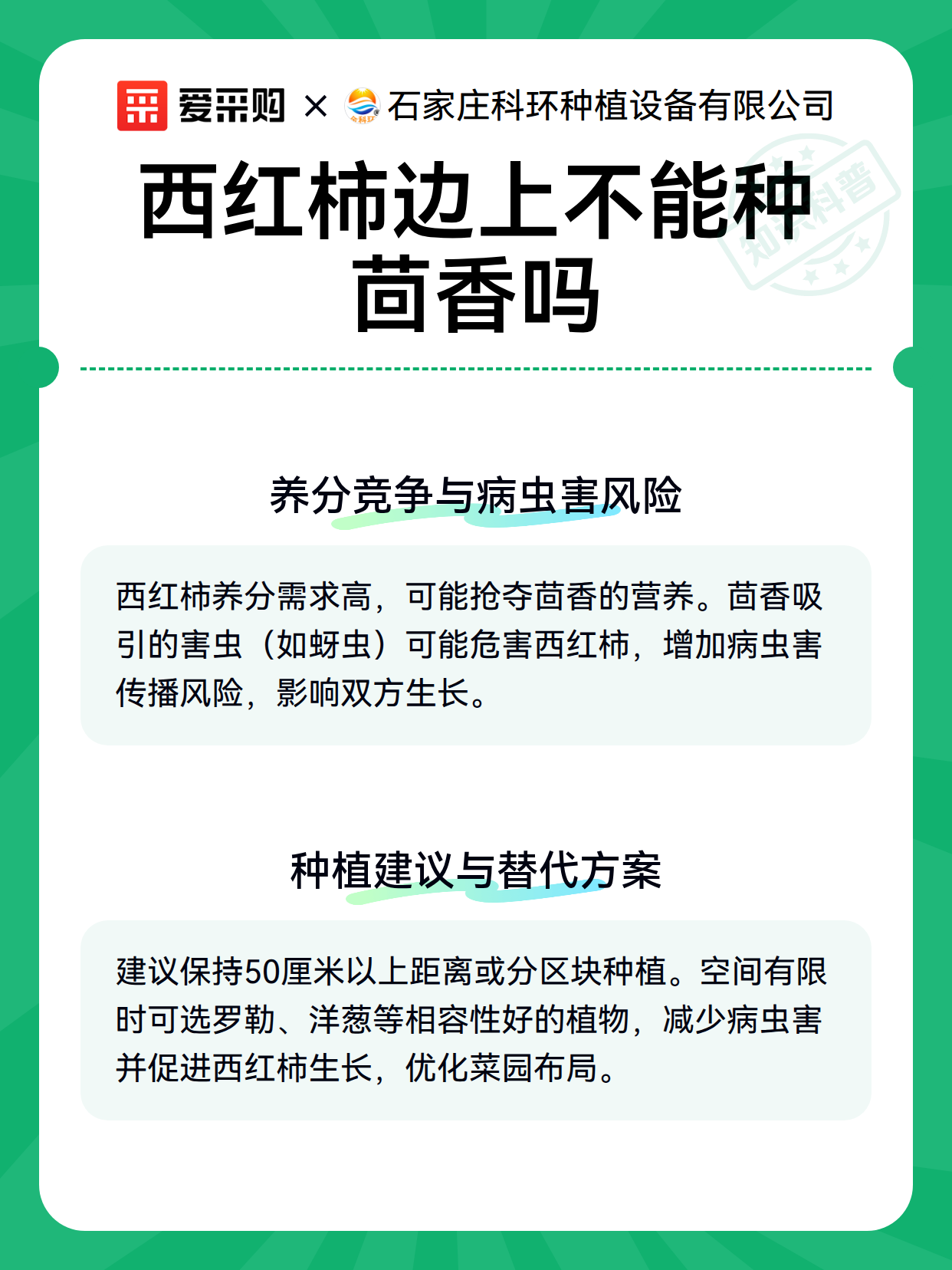 西红柿边上不能种茴香吗（图3）