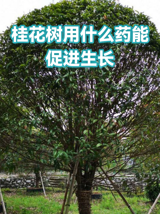 桂花树用什么药能促进生长（图1）