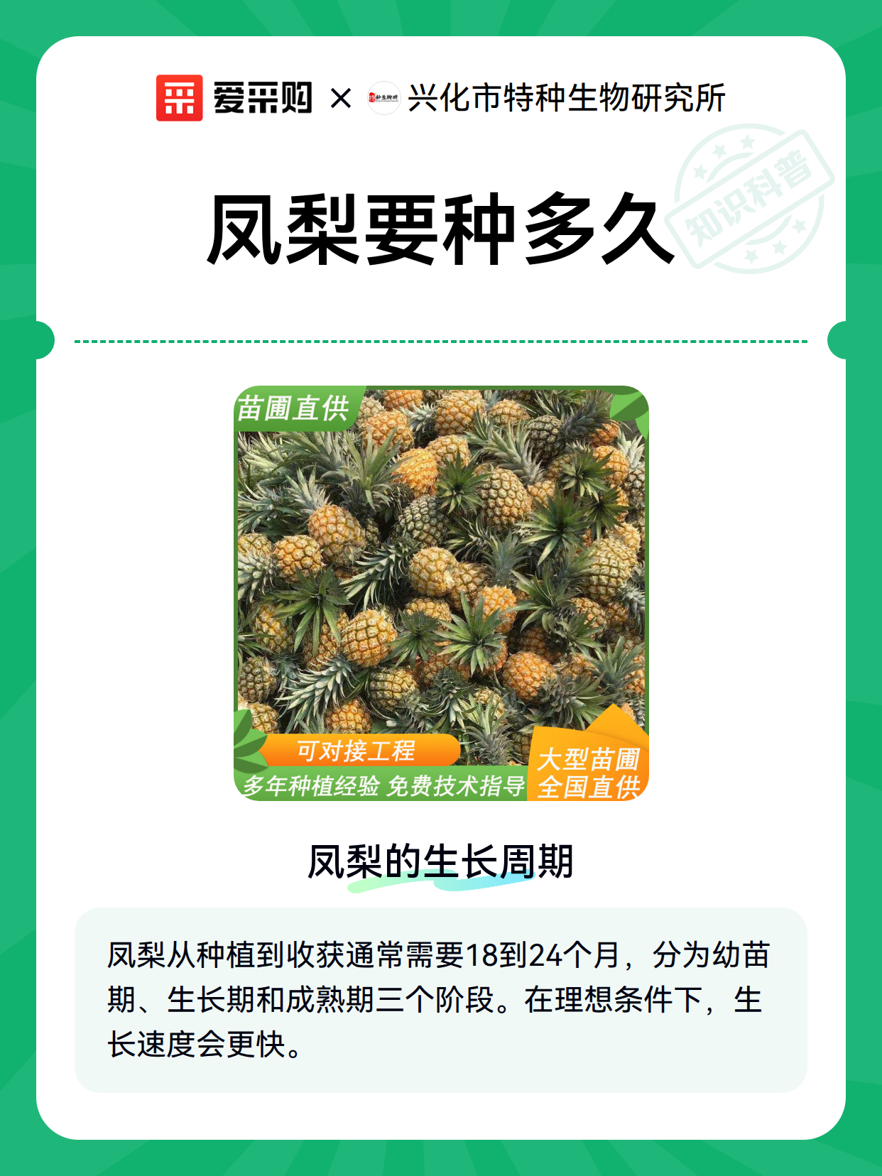 凤梨要种多久（图2）