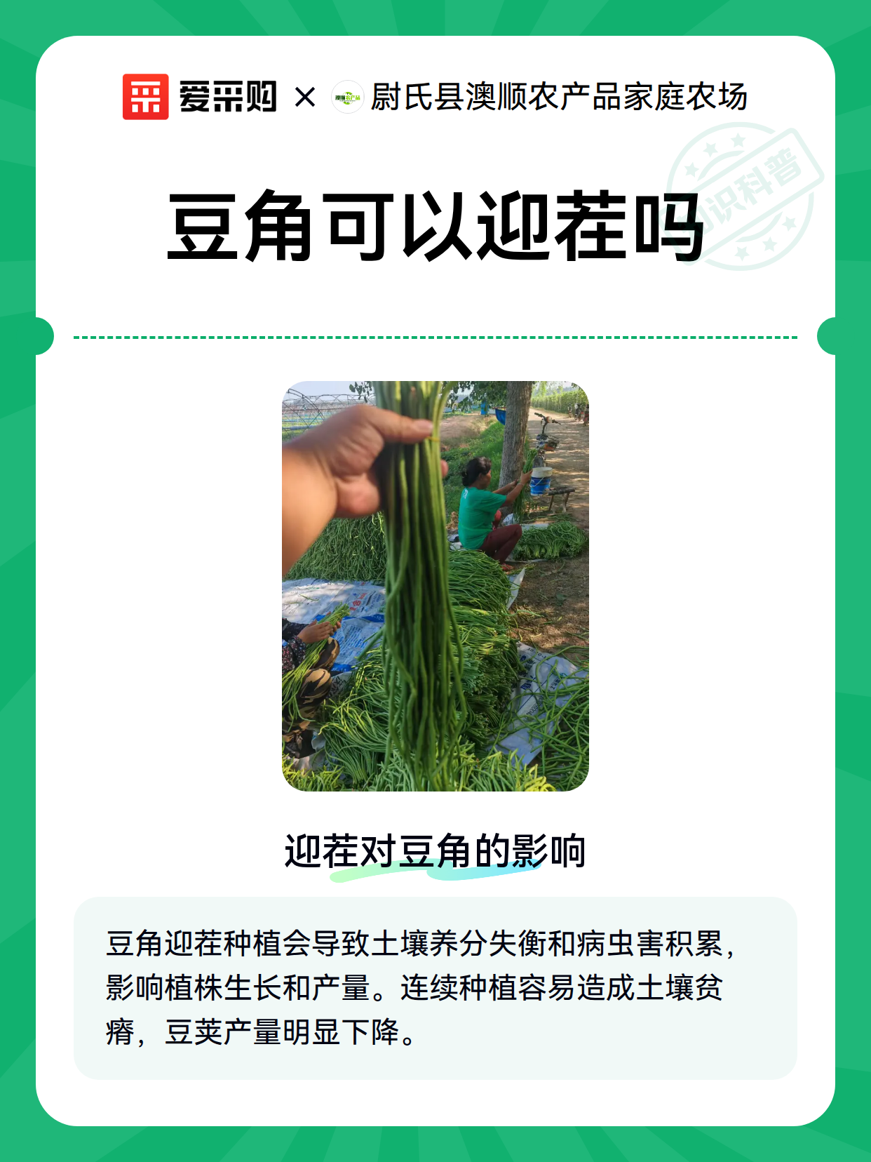 豆角可以迎茬吗（图2）