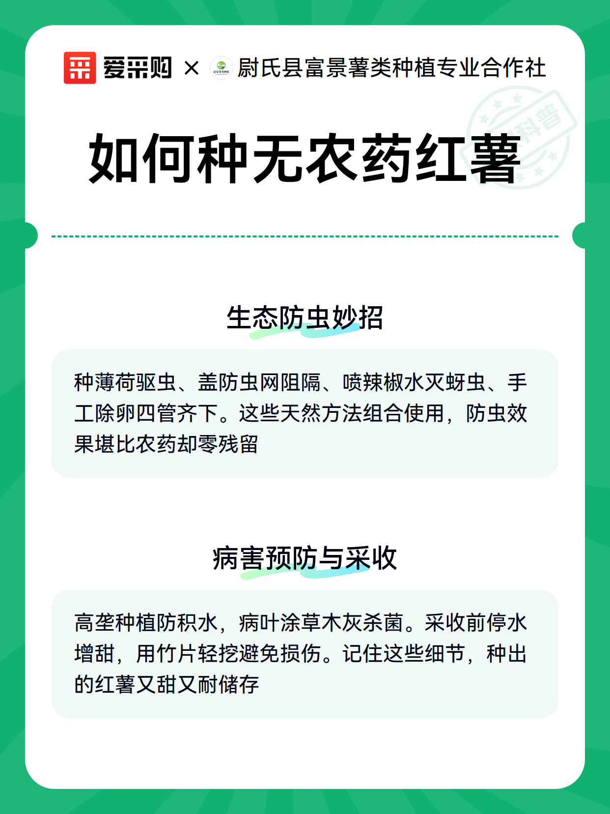 如何种无农药红薯（图3）