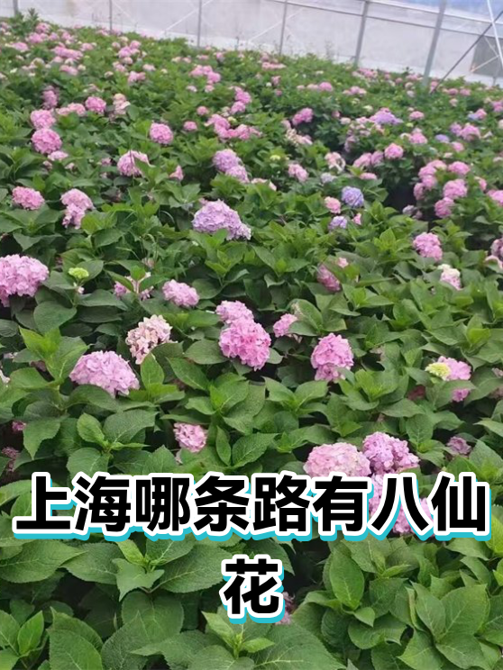 上海哪条路有八仙花（图1）
