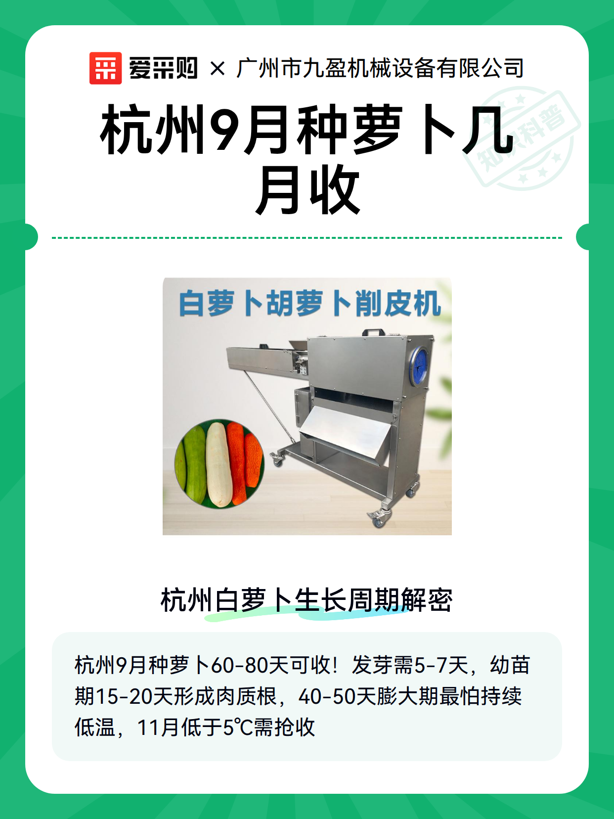 杭州9月种萝卜几月收（图2）
