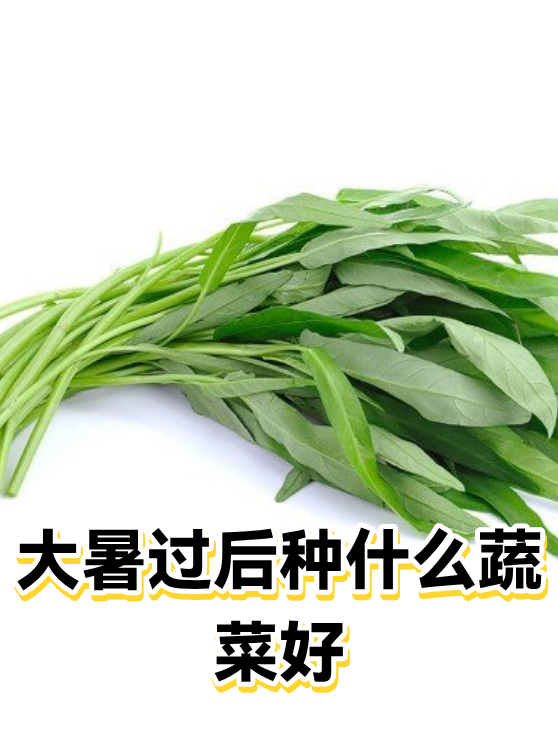 大暑过后种什么蔬菜好（图1）