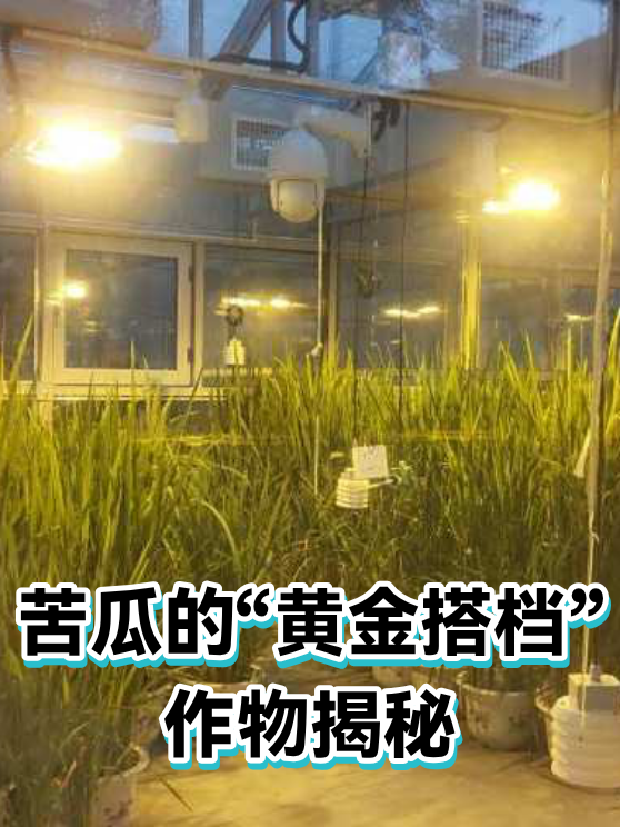 苦瓜的“黄金搭档”作物揭秘（图1）