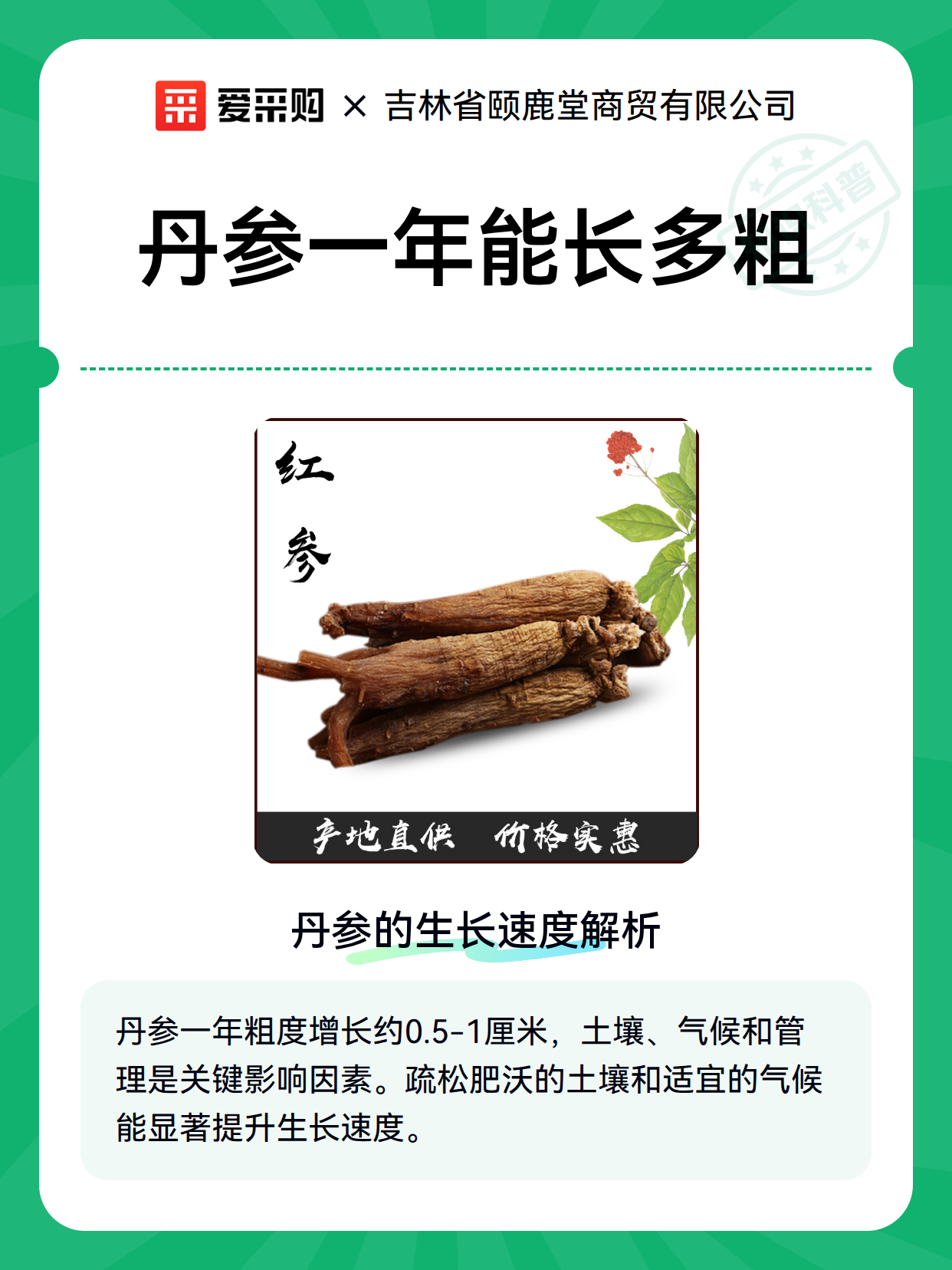 丹参一年能长多粗（图2）