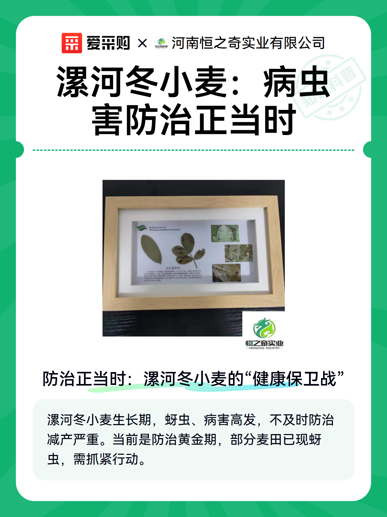 漯河冬小麦：病虫害防治正当时（图2）