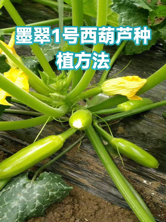 墨翠1号西葫芦种植方法（图1）