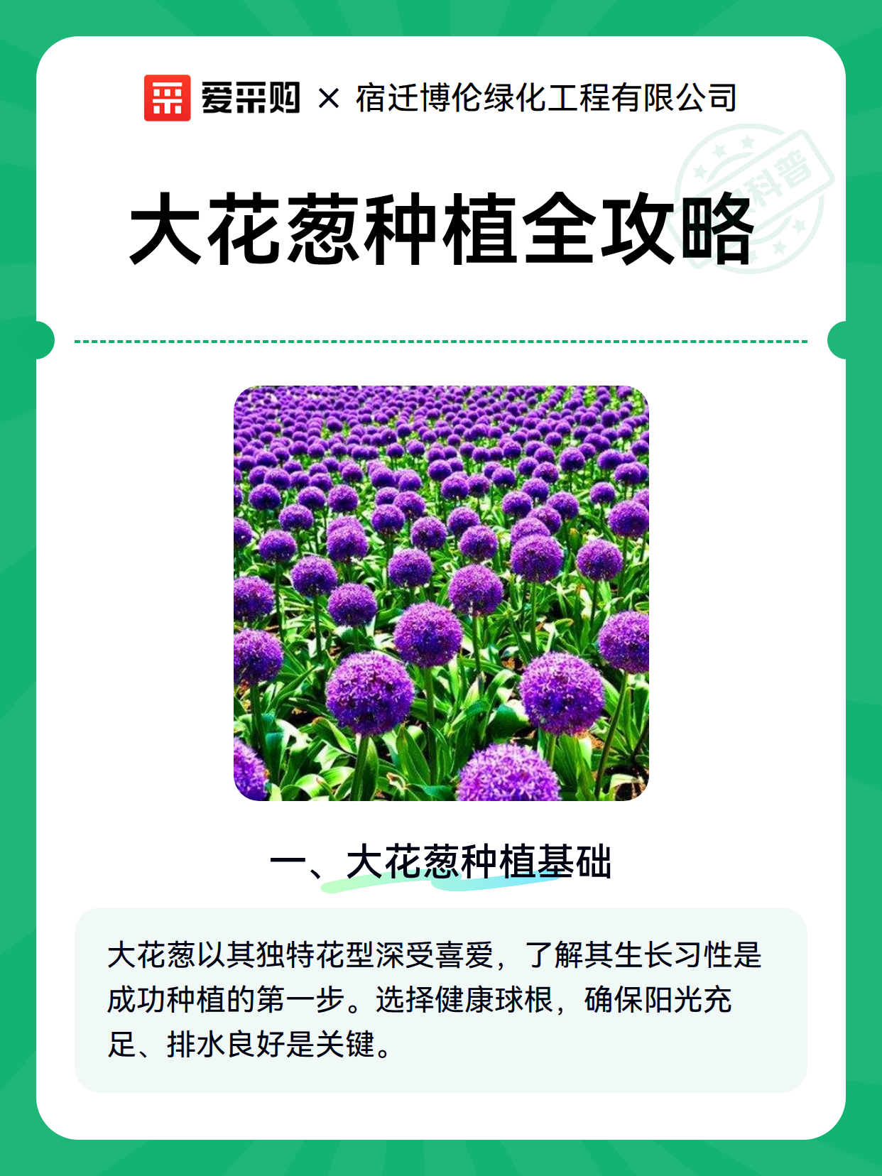 大花葱种植全攻略（图1）