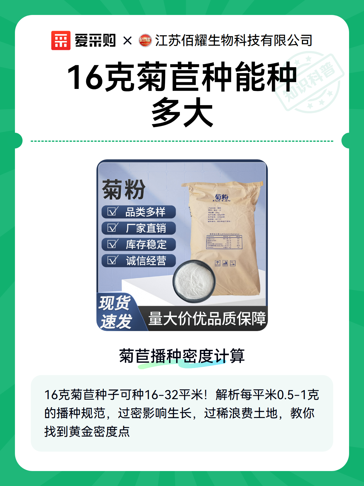 16克菊苣种能种多大（图2）
