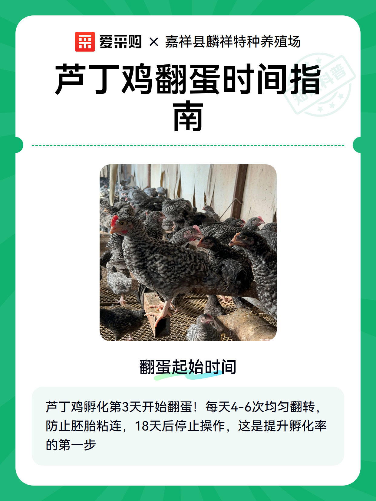 芦丁鸡翻蛋时间指南（图2）