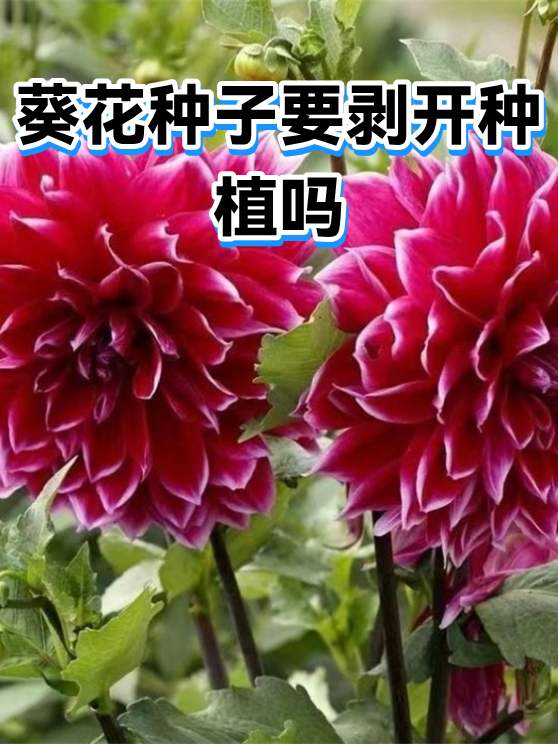 葵花种子要剥开种植吗（图1）