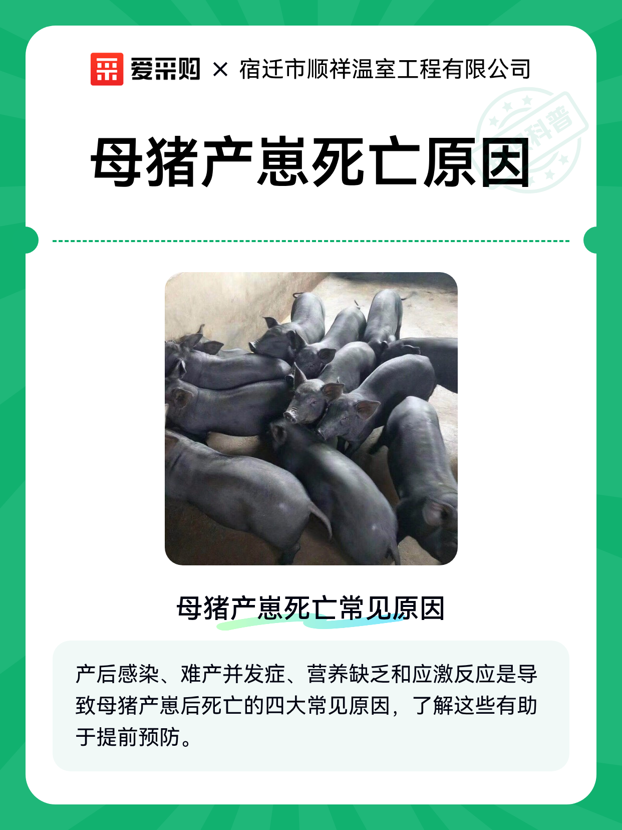 母猪产崽死亡原因（图1）