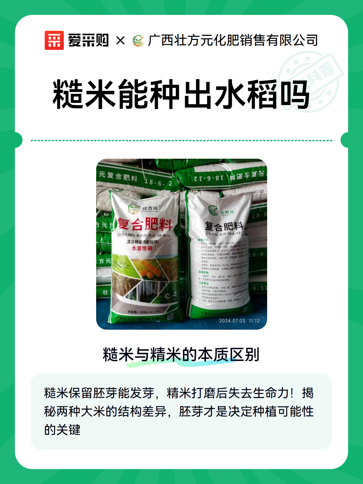糙米能种出水稻吗（图2）