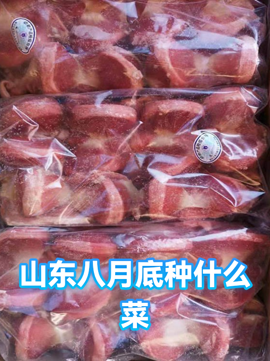 山东八月底种什么菜（图1）