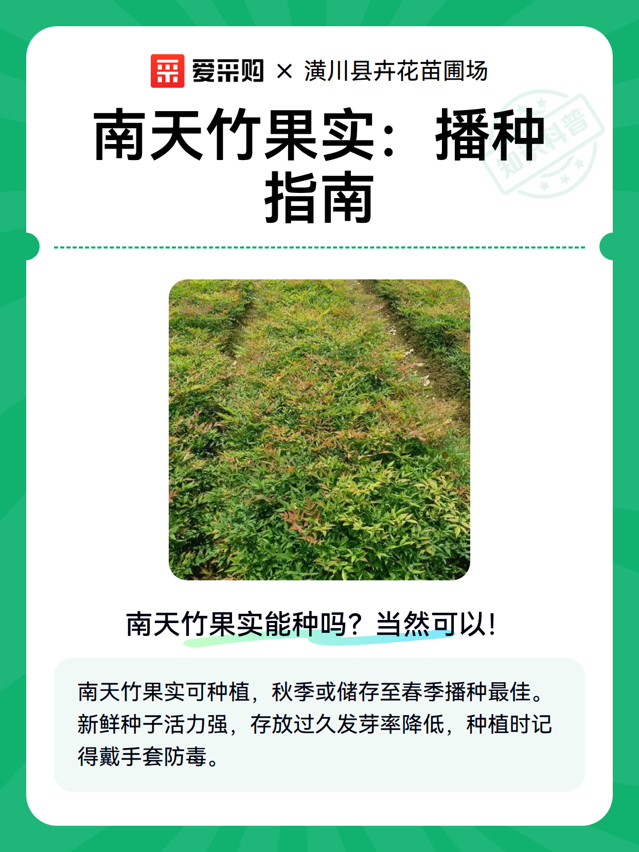 南天竹果实：播种指南（图2）