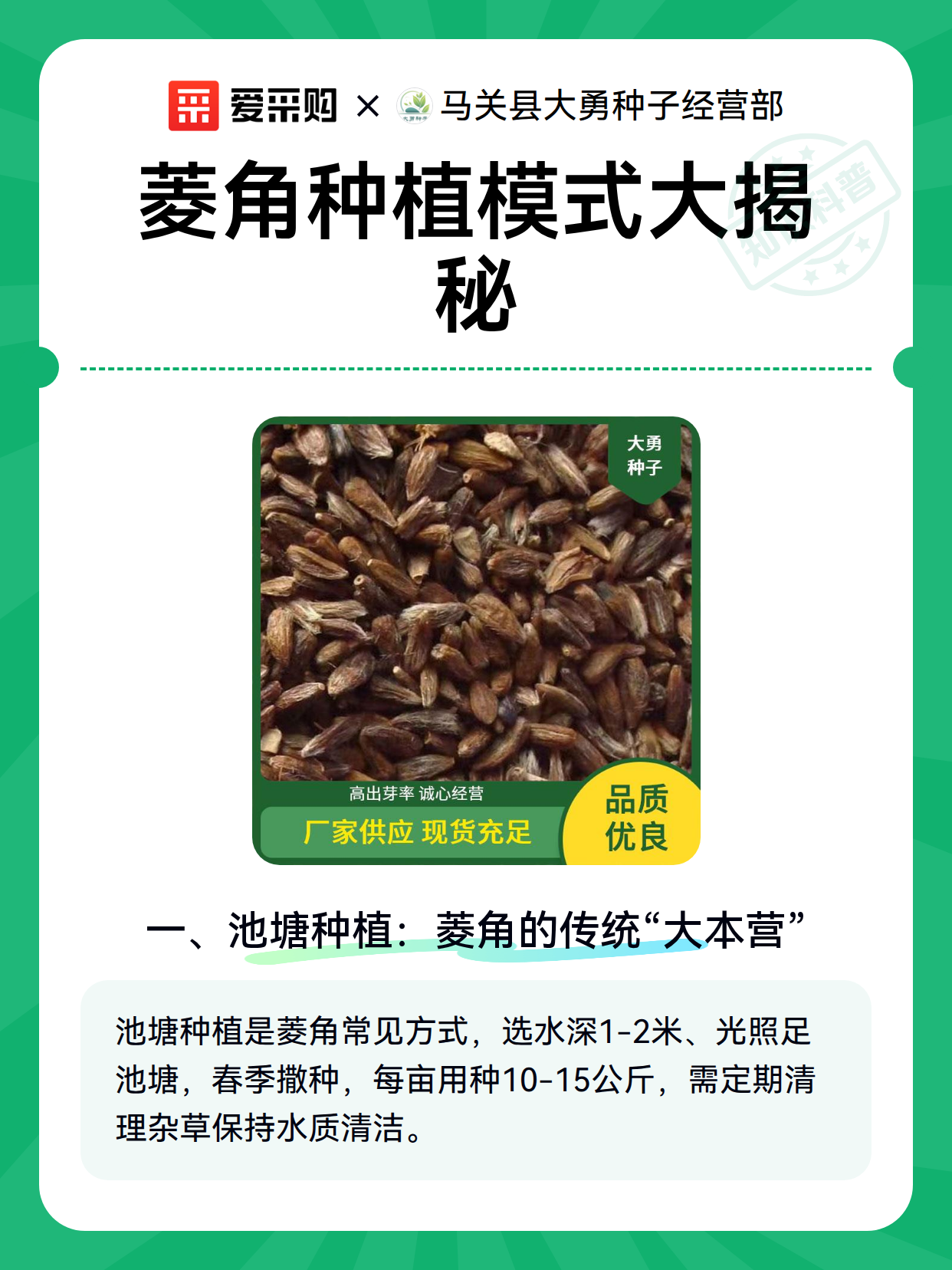 菱角种植模式大揭秘（图2）