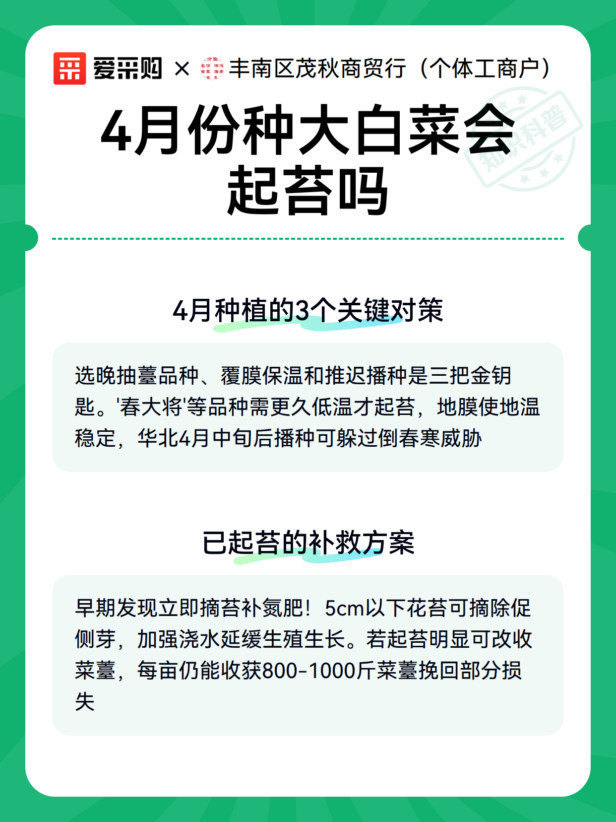 4月份种大白菜会起苔吗（图3）