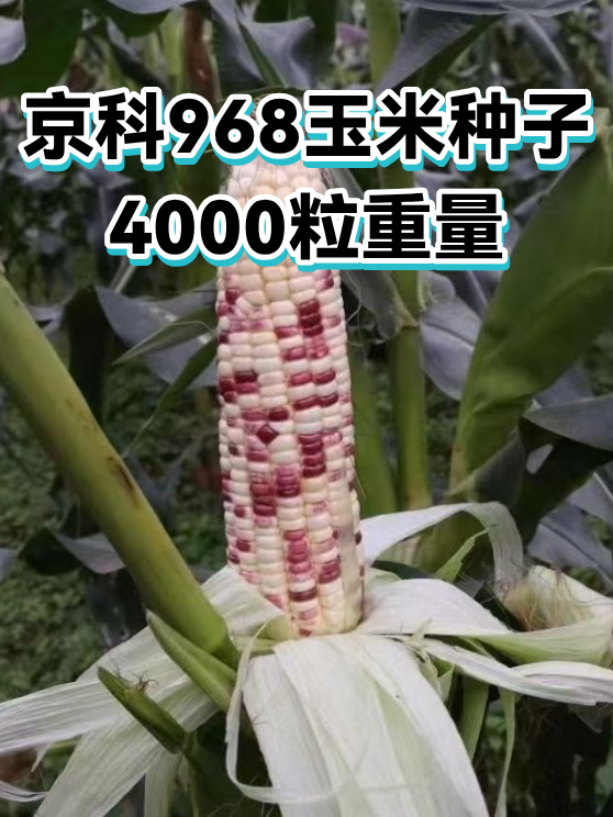 京科968玉米种子4000粒重量（图1）