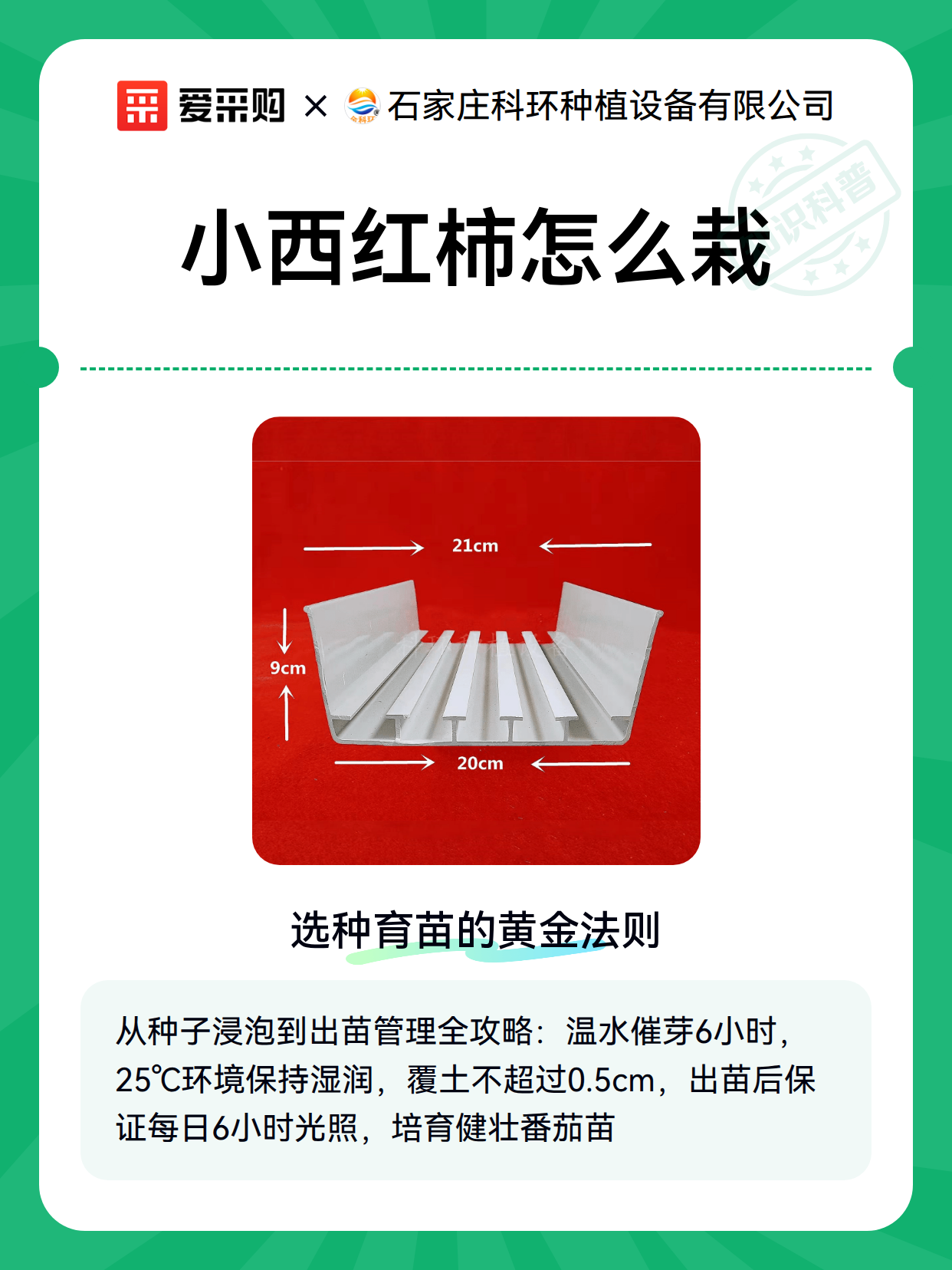 小西红柿怎么栽（图2）