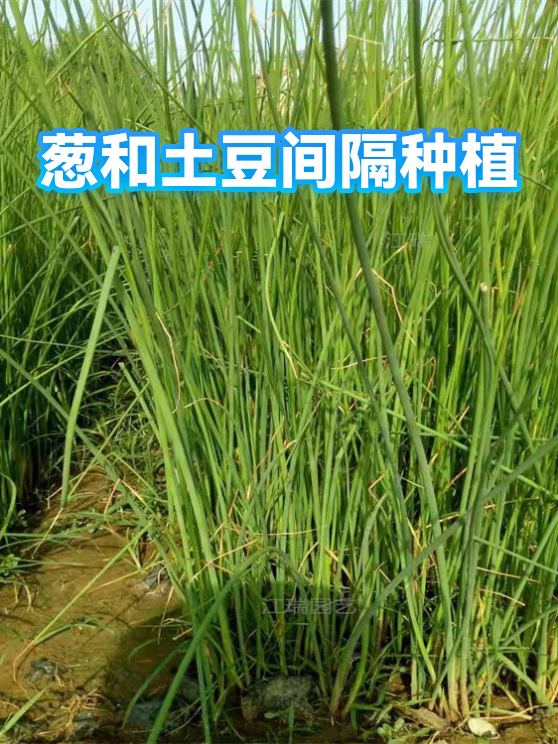 葱和土豆间隔种植（图1）