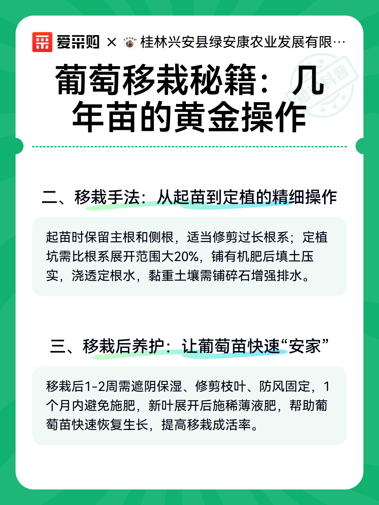 葡萄移栽秘籍：几年苗的黄金操作（图3）