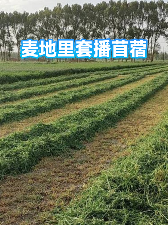 麦地里套播苜蓿（图1）